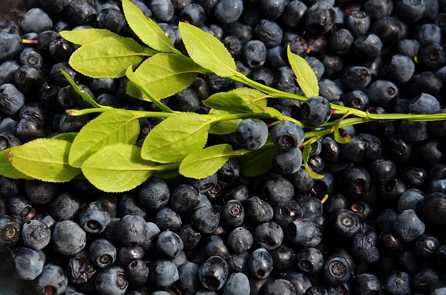 blueberries-926593_640