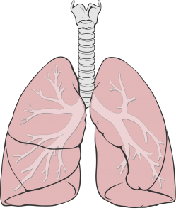 2000px-Lungs_diagram_simple.svg