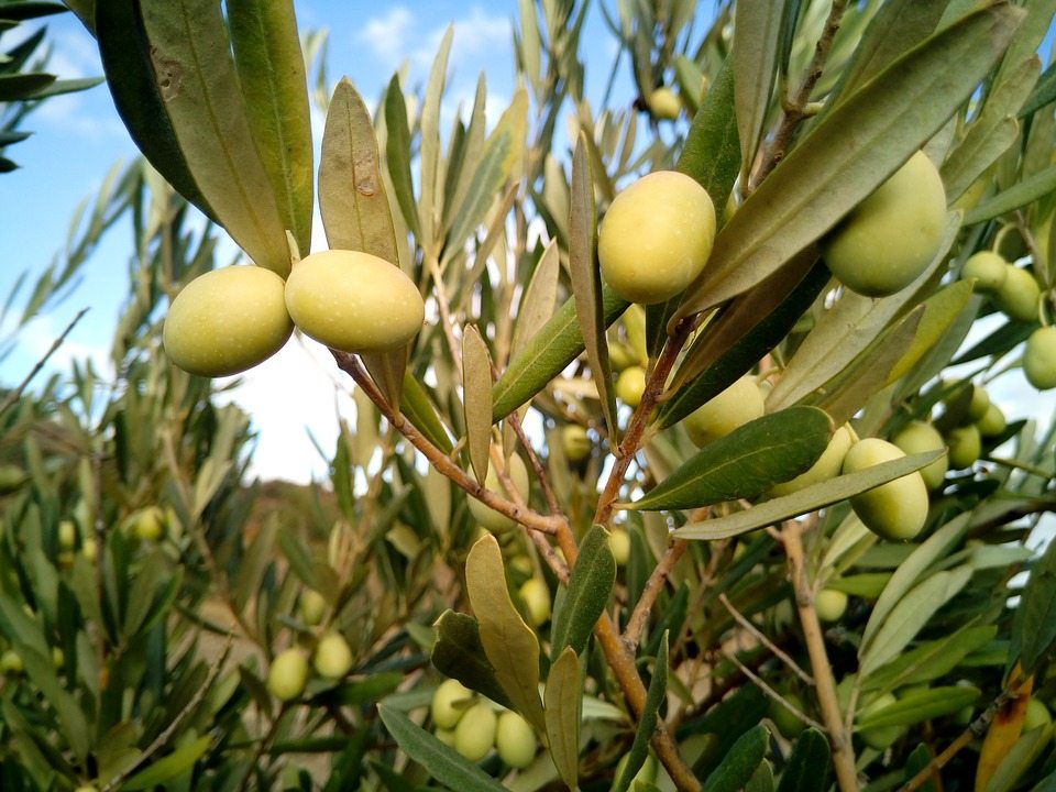 olive-trees-1126320_960_720