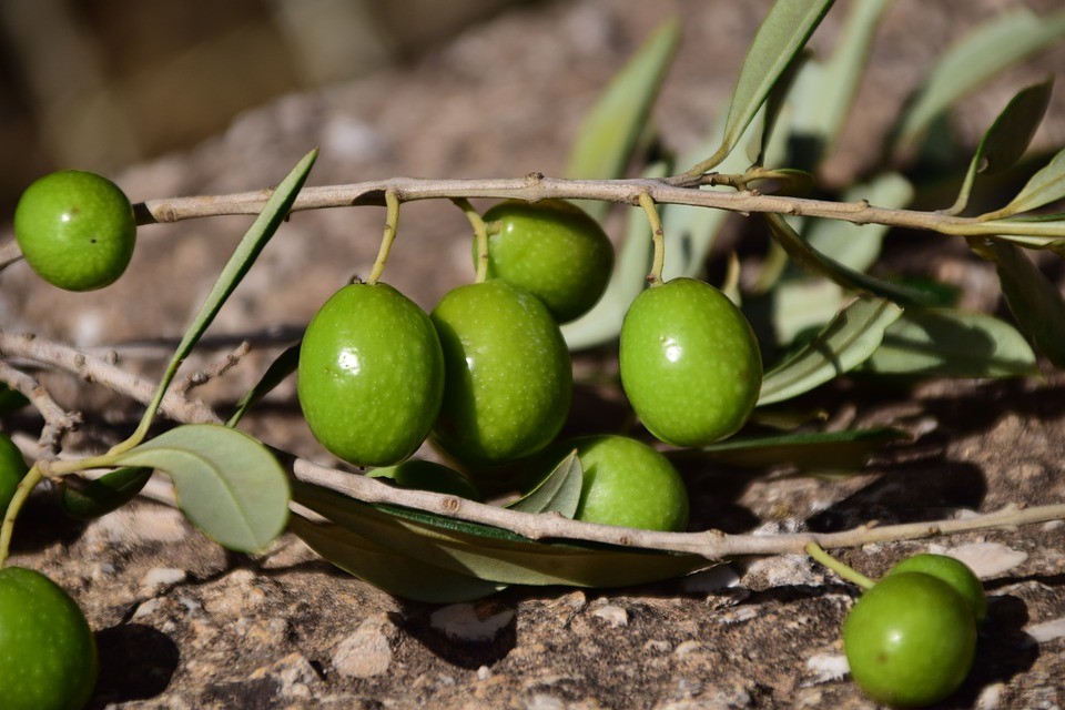 olives-1757221_960_720