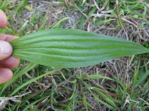 plantago_lanceolata_leaf2_14919755666