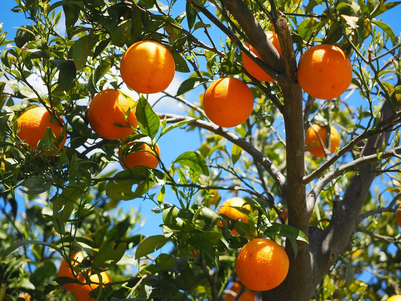 pomerance-strom
