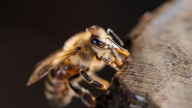 včelí jed a zdraví