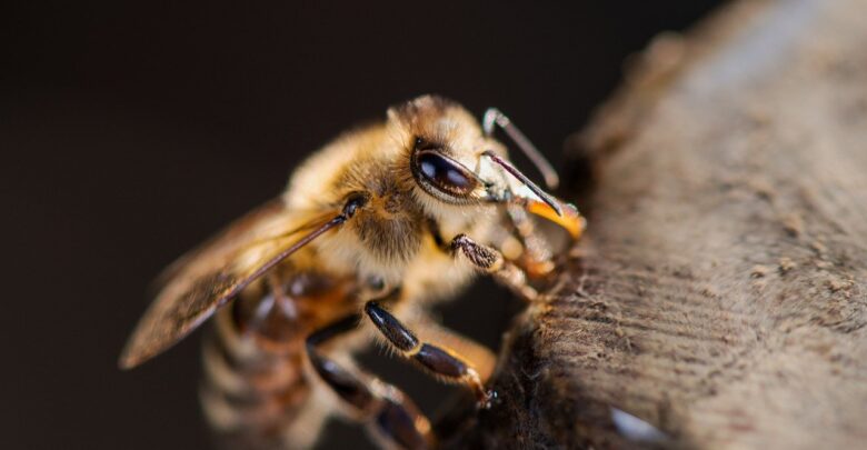 včelí jed a zdraví