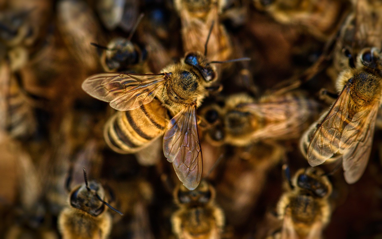 Zdravotní přínosy včelího jedu