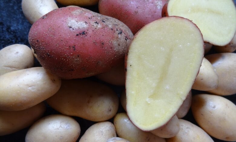 Konzumace sysrových brambor má výhody i rizika.